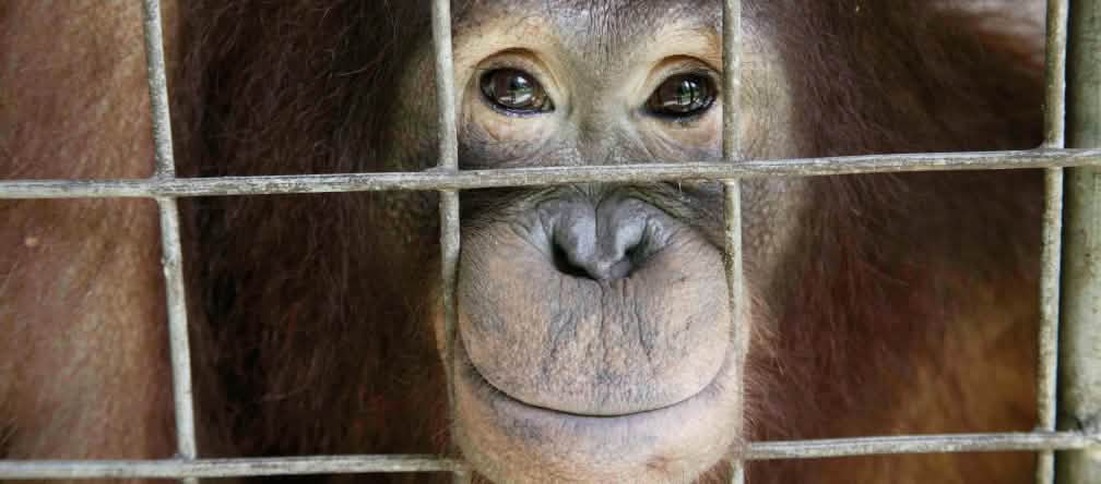 Orangután mirando a través de los barrotes de una jaula